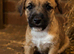 Ready to go stunning Jack Russel pups