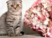 Scottish fold kittens