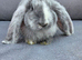 FRENCH LOP BABIES - READY FOR THEIR FOREVER HOMES