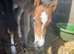Mare & foal