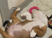 Beautiful old tyme English Bulldog pup