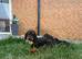 stunning mini bassets