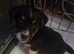 Jack Russell puppies