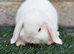 Pure breed mini lop bucks 3 left