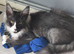 Mainecoons for sale
