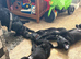 Beautiful Black Labrador Puppies – 2 Boys & 2 Girls – 9 Weeks Old