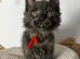 Adorable Maine Coon kittens