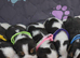 Beautiful beagle puppies