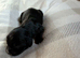 Cocker spaniels KC