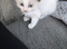 Ragdoll pedigree