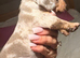 3 miniature Dachshund pups