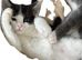 Ragdoll x kittens