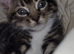 Adorable Bengal Cross Kittens – Flead, Wormed & Litter Trained