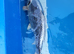Japanese Beni Ginga Koi