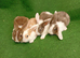 Beautiful Netherland dwarf rabbits