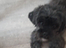 Shipoo for sale