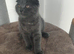 Scottish fold blue