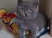 British shorthair kittens