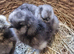 Silkies Hatched 19/05/2026 unsexed