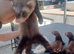 6 Jill's ferrets