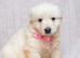 EXCEPTIONAL WHITE GERMAN SHEPHERD PUPPIES FOR SALE