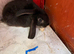Mini lop Rabbit