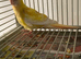 Baby Redrump parakeet