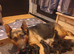 German shepherd puppies