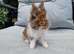 Lionhead babies ready