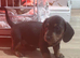 Beautifull mini dachshund