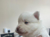 Pomsky Puppy's ready to leave for there forever home in to weeks