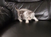 1 x male persian x cross kitten