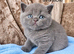 British shorthair kittens