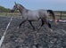 Stunning grey