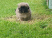 1 Pekingese Puppy Reduced