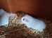 Self white guinea pig sows