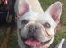 French bulldog