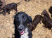 Cocker spaniel puppies