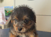 K.C. Registered Norfolk terrier