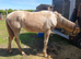 Irish draught - foal
