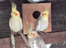 Cockatiel