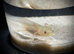 Axolotl babies