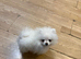 Mini Pomerian