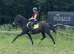 15hh hackney mare