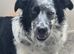 Collie Bitch for sale