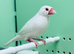 Java finches