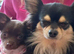 Chihuahua stud in Exmouth