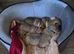 Stunning Shiba Inu puppies