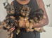 5 beautiful full breed yorkies for sale