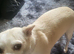 Chihuahua cross terrier